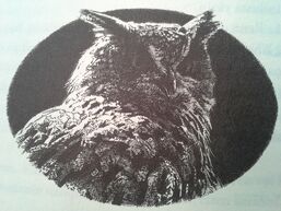 Eostra's eagle owl 4