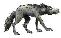 Coyote2