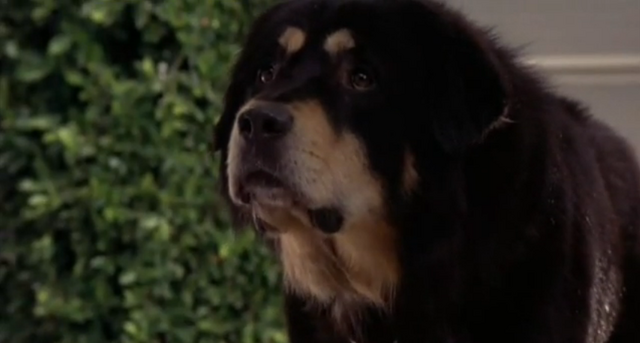 File:Man's Best Friend Max.png