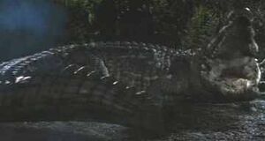 Male Crocodile