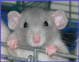 File:Rats.jpg