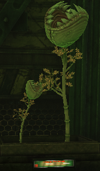 HH plants