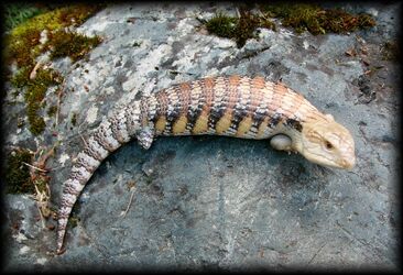 Blue-Tongued Skink