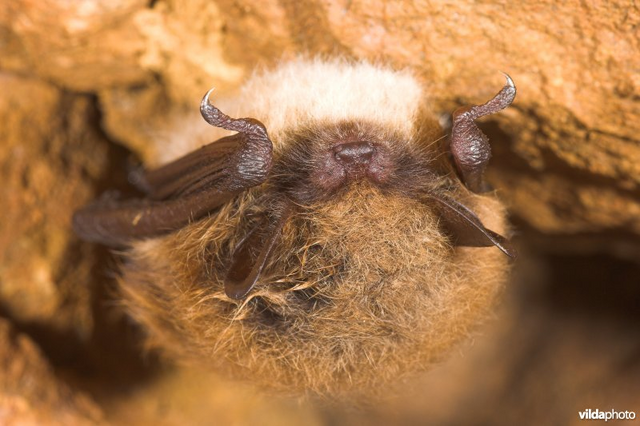 File:Baard.png