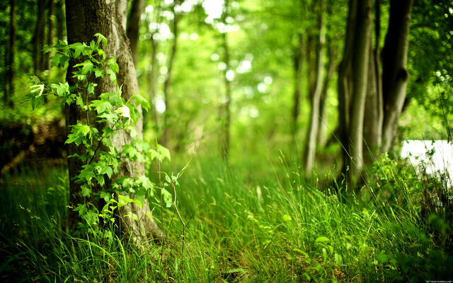 Файл:Hq-spring-forest.jpg