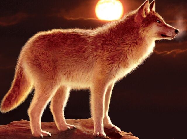 Файл:618973 sunset-wolf p.jpg