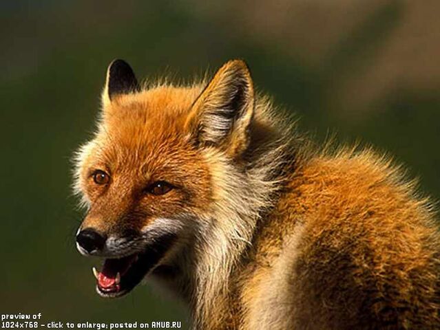 Файл:Fox80 1024x768-small.jpg