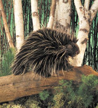 Plik:Porcupine.jpg