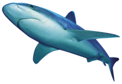 Shark-PNG-File
