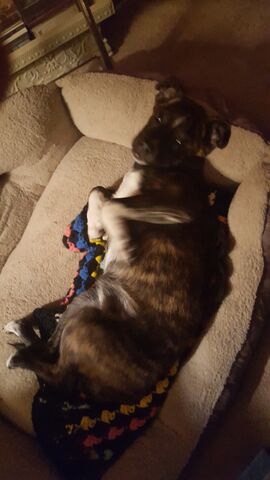 File:Pup.jpg