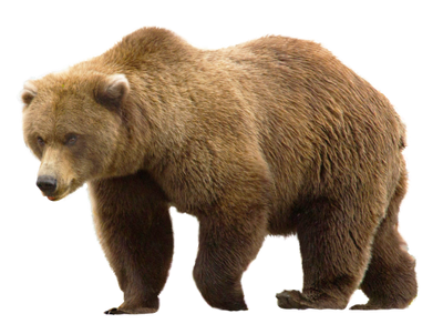 PNGPIX-COM-Bear-PNG-Transparent-Image-500x376