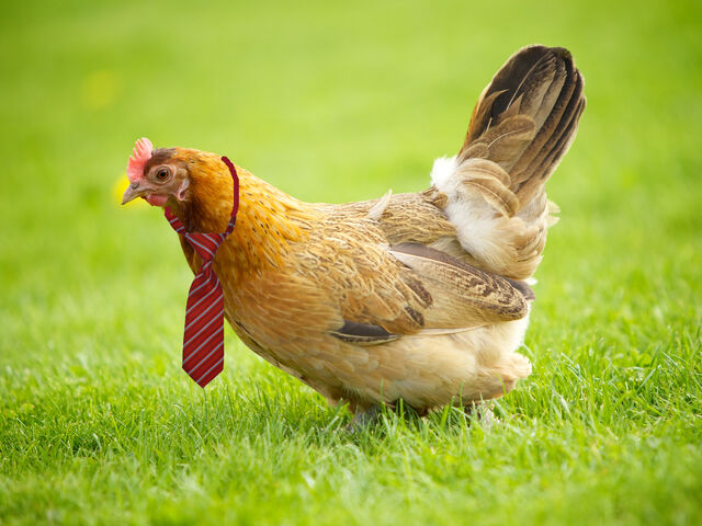 File:Hen in a tie.jpg