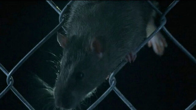 File:1Rat.jpg