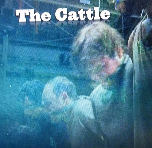 File:Cattle.jpg