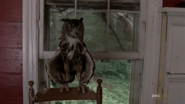File:OwlTWD.jpg