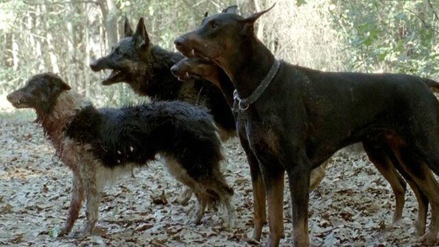 File:1Dogs.jpg