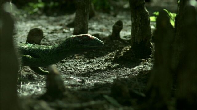 File:Petrolacosaurus.jpg