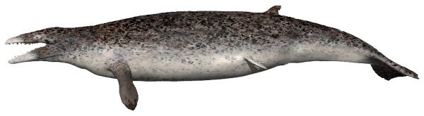 File:DorudonInfobox.jpg