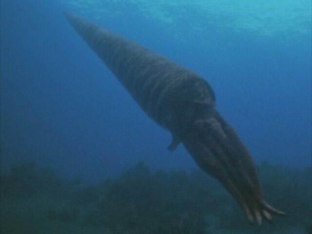File:SM1x1 Cameroceras.jpg
