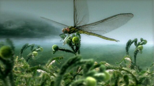 File:Dragonfly.jpg