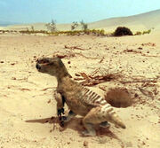 Diictodon bbc