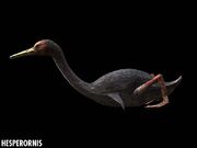 Hesperornis