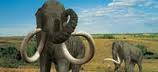 Columbian Mammoth