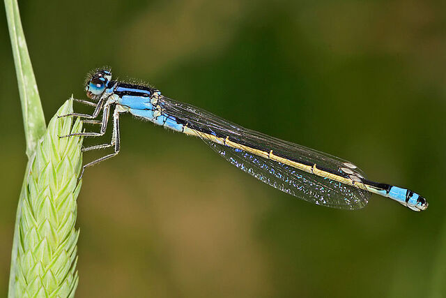 File:Dragonfly.jpg