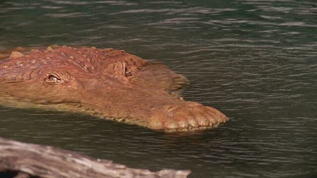 File:Deinosuchus-ep6.jpg