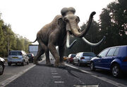 Columbin Mammoth