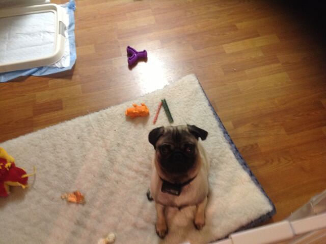 File:Pug.jpg