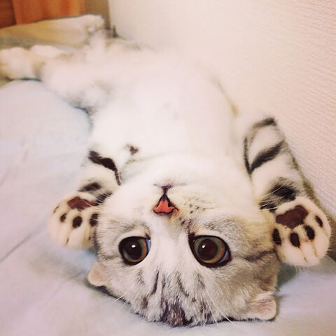 File:Kitty.jpg