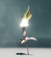 SarraceniaCodex.png