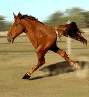 File:Funny horse.gif