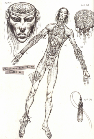 File:Eldar Xenological Diagram.png