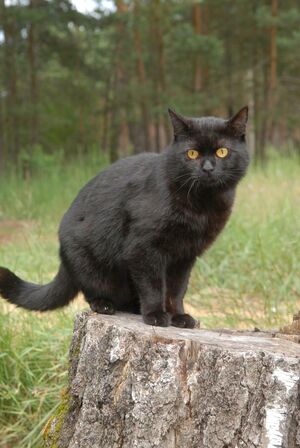Scwarzer kater.jpg