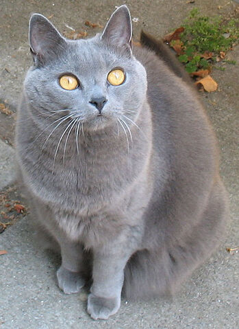 Bestand:Chartreux-2.jpg