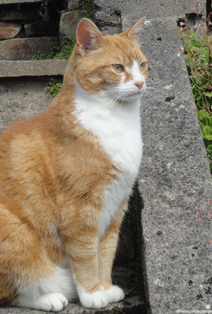 Random chat nederland Random chat nederland