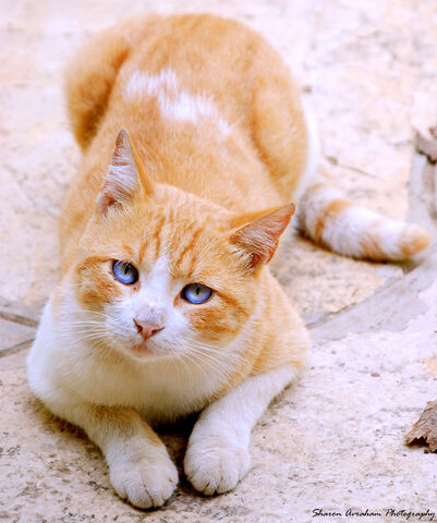 Bestand:Cat.jpg