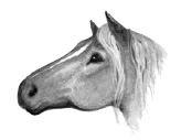 Horse.SotC.png