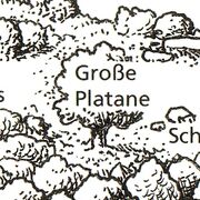Platane.jpg