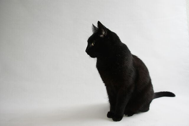 File:Darkshadow.life.jpg