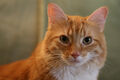 Thumbnail for version as of 23:08, October 3, 2012