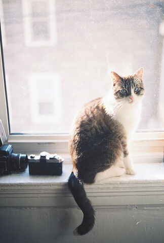 File:Mapleclaw life.jpg