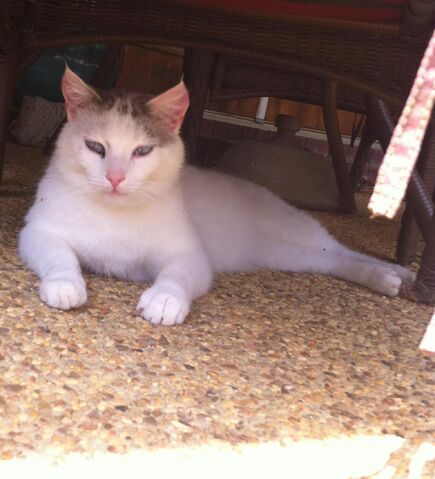 File:Romeo 2.jpeg