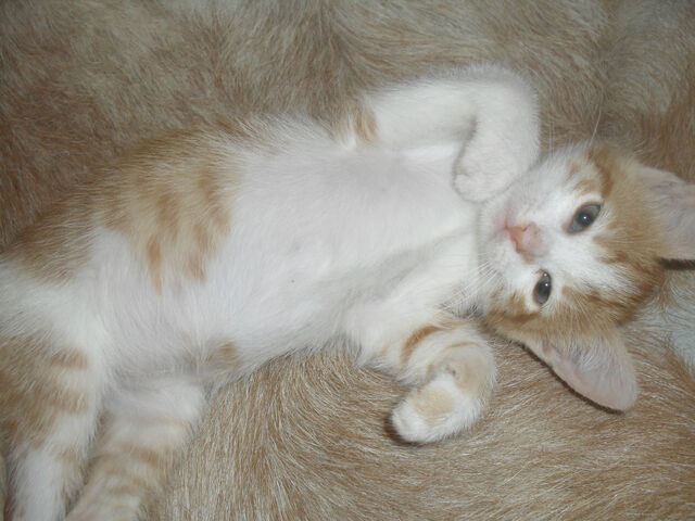 File:Lucy.jpg