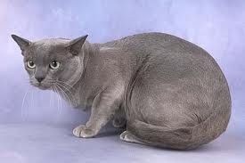File:Blue-burmese-cat-2.jpg