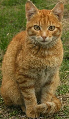 File:Gingerkiit.jpg