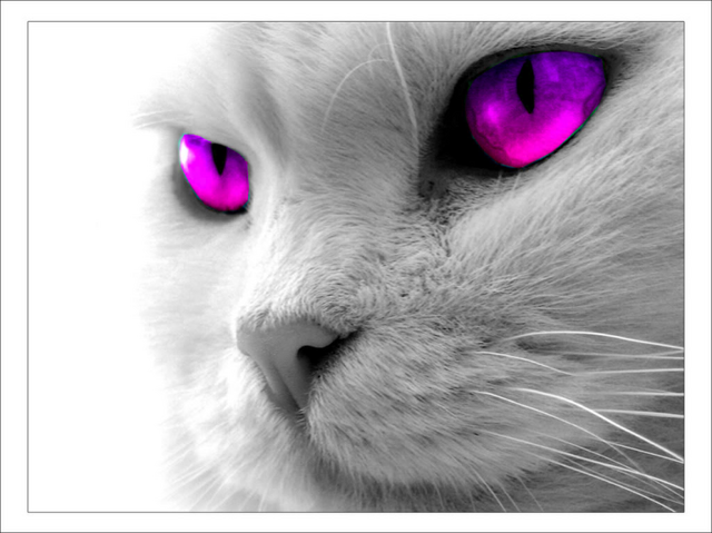 File:Meow11.png
