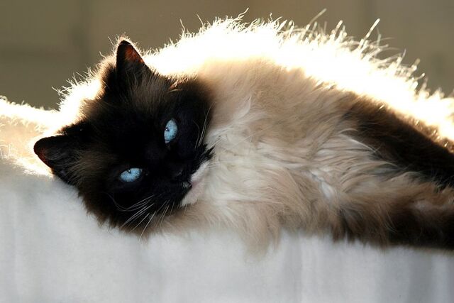 File:Isabella.life.jpg